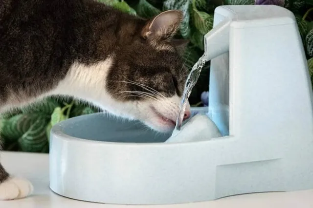 Cat Drinking a Lot of Water & Meowing? Vet-Approved Advice & When To Worry