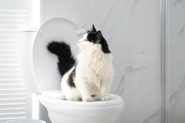 Why Is My Cat Obsessed With the Toilet? 6 Possible Reasons