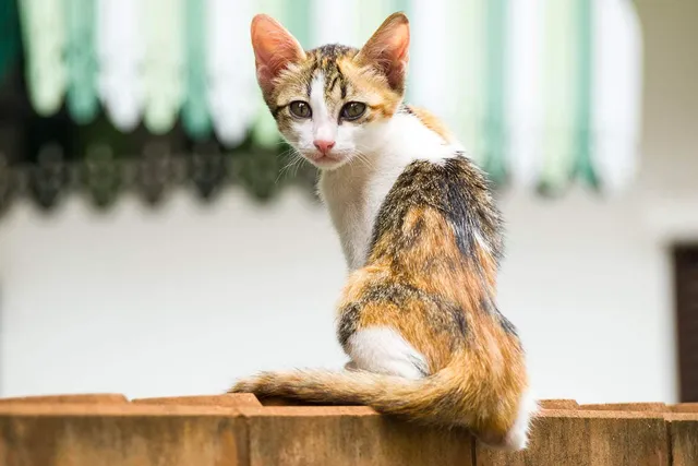 My Cat Is So Skinny I Can Feel Their Bones: Should I Worry? Vet-Reviewed Advice