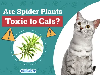 Are Spider Plants Toxic to Cats? Vet Reviewed Facts & FAQ