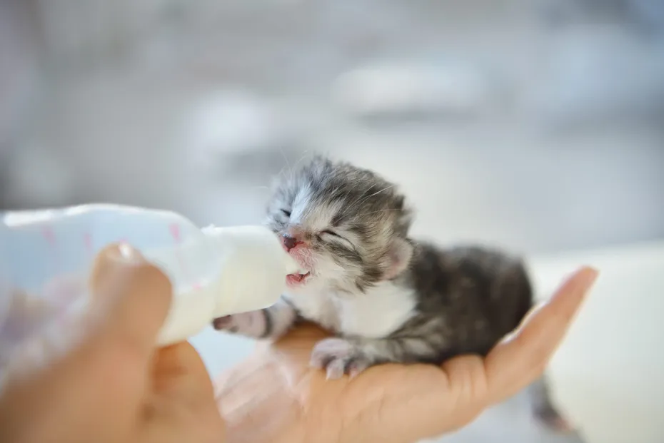 Woman feeding newborn kitten with bottle of milk over white background
