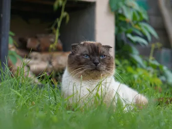 Scottish Fold Siamese Mix: Pictures, Info, Temperament & Traits