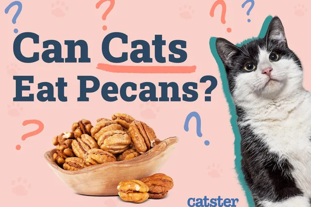 Can Cats Eat Pecans? Vet-Approved Facts & FAQ