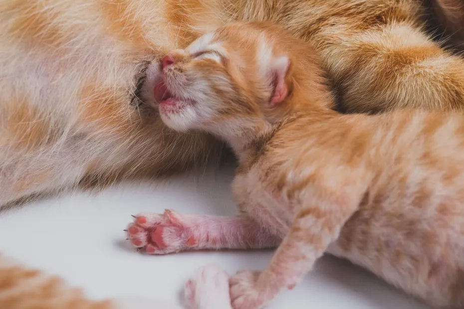 ginger newborn kitten drinking mother's milk