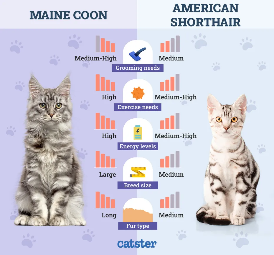 Catster_Side by Side Maine Coon vs American Shorthair