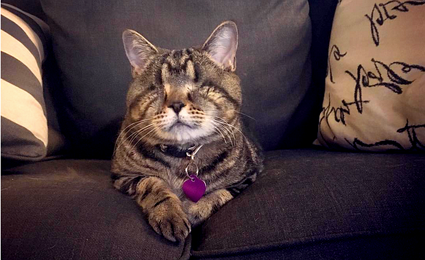 Matilda the Alien Cat Gains Some Relief But Loses Her Eyes