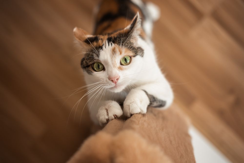 cat scratching a wall mounted cat scratchers post