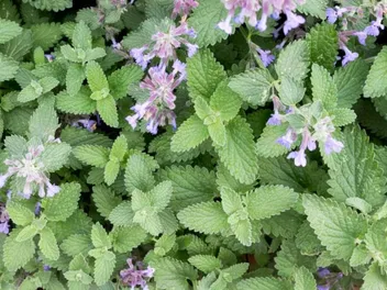12 Tips for Planting, Growing, and Harvesting Catnip