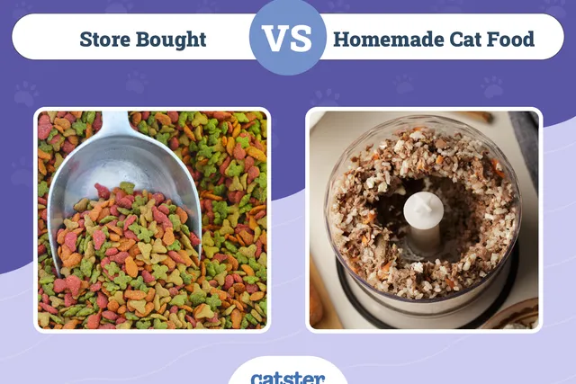 Store Bought vs Homemade Cat Food: Vet-Reviewed Pros, Cons & FAQ