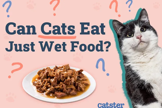 Can Cats Eat Just Wet Food? Vet-Reviewed Facts & FAQ
