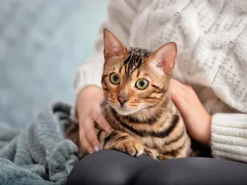 5 Best Spots to Pet a Cat: Vet Approved Tips