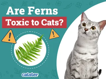 Are Frosty Ferns Toxic to Cats? Vet-Approved Facts & FAQ