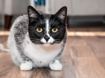 New Year, New Coat Color: Meet the Salmiak Cats