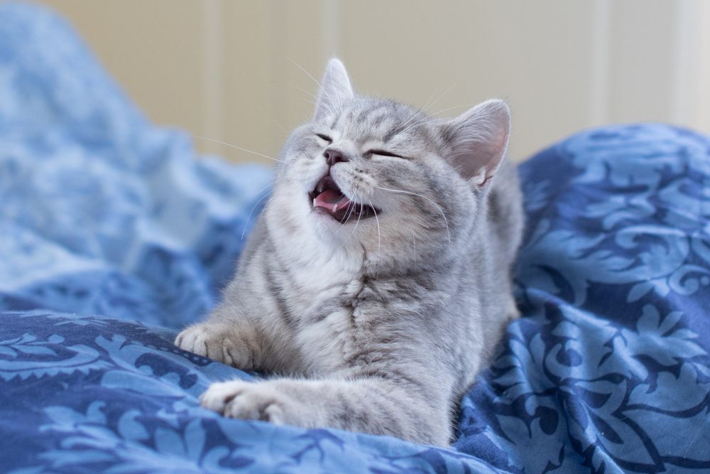 Gray cat laughing with mouth open