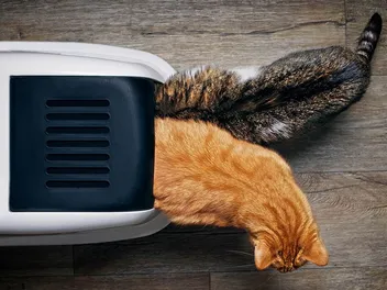 7 Best Litter Boxes for Multiple Cats In 2026 - Reviews & Top Picks