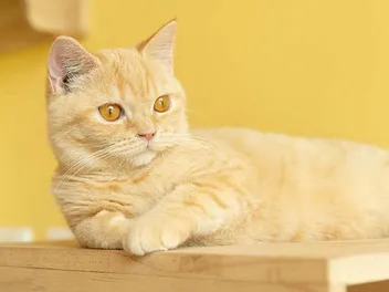 Orange Munchkin Cat: Info, Pictures, Origin & History