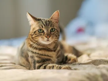 Why Can't My Cat Meow? 9 Vet-Verified Causes & When to Worry