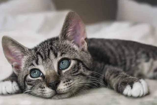 Cats Are So Cute I Can't Stand It! 15 Adorable Things Cats Do
