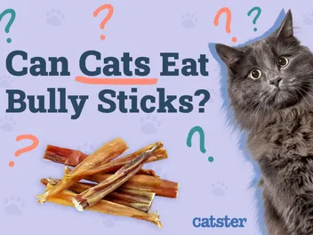 Can Cats Eat Bully Sticks? Vet Approved Nutrition Advice
