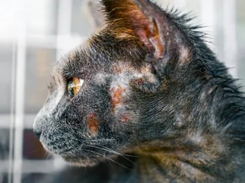 Skin Disease in Cats: Our Vet Explains Causes, Signs & Treatments