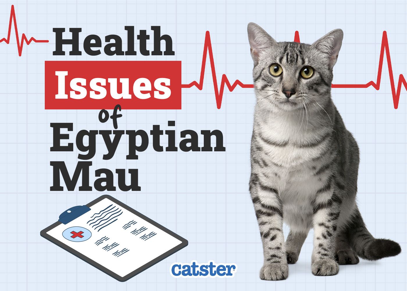 Catster_Health Problems of Egyptian Mau