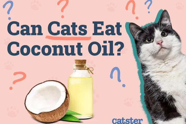 Can Cats Eat Coconut Oil? Vet-Reviewed Nutrition Facts & FAQ