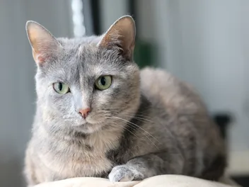 Dilute Tortie: Cat Guide & 6 Interesting Facts (With Pictures)
