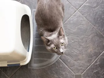 Is Your Cat Constipated? 12 Simple Remedies Vets Recommend Trying at Home