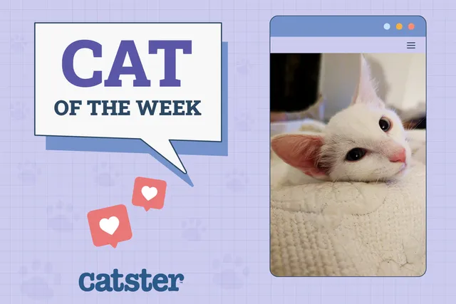 Catster Photo Contest: Cats of the Week Winners (July 3, 2025)
