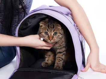 How to Get Your Cat into a Carrier: Vet-Verified Tips & Step-by-Step Guide