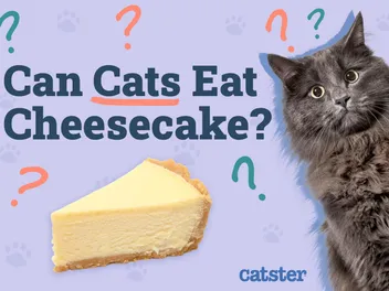 Can Cats Eat Cheesecake? Vet-Verified Nutritional Facts