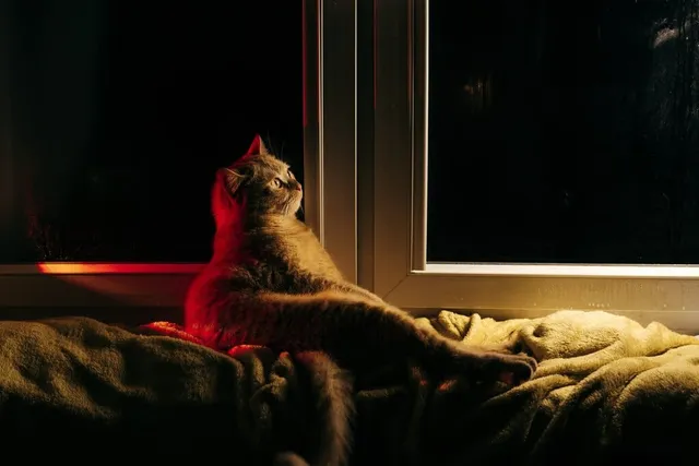 Why Does My Cat Wake Me Up at Night? 8 Vet-Reviewed Reasons & Solutions