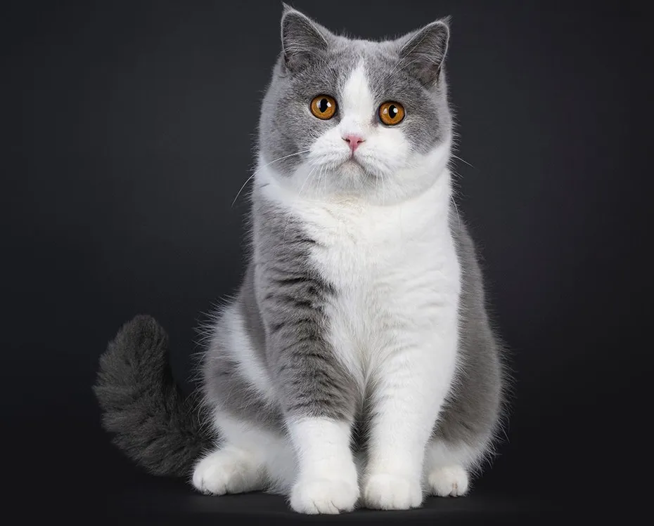 grey and white British Shorthair cat