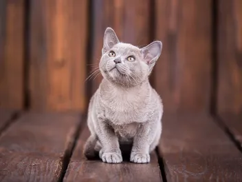 European Burmese Cat Breed Info: Pictures, Temperament & Traits