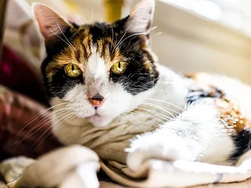 Can Cats Die of Old Age? Vet-Approved Facts & Care Tips