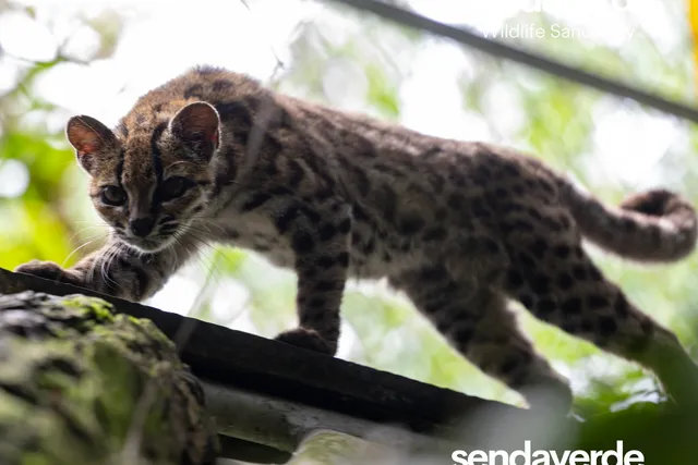 First New Cat Species In A Century – and It Has Been Hiding in Plain Sight