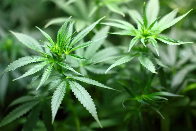 Can Cats Get High? Vet-Reviewed Facts on Effect and Safety