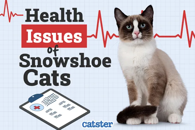 Snowshoe Cat Health Problems: 10 Vet-Reviewed Issues