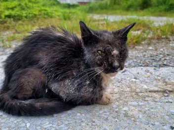 How to Treat Mange in Feral Cats: Our Vet Gives 8 Tips & Tricks