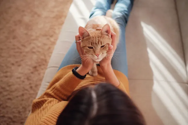 What Cat Should I Get? Top 5 Lifestyle Considerations (Vet Approved)