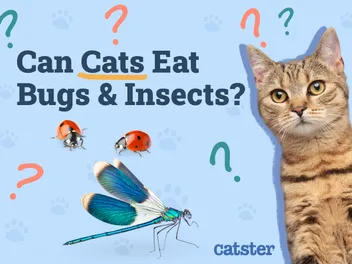 Can Cats Eat Bugs & Insects? Vet-Approved Health & Safety Facts