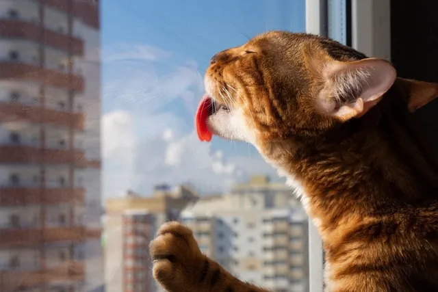 Why Does My Cat Lick Windows & Window Screens? Behaviour Explained