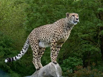 Can Cheetahs Purr? Exploring the Sounds They Make