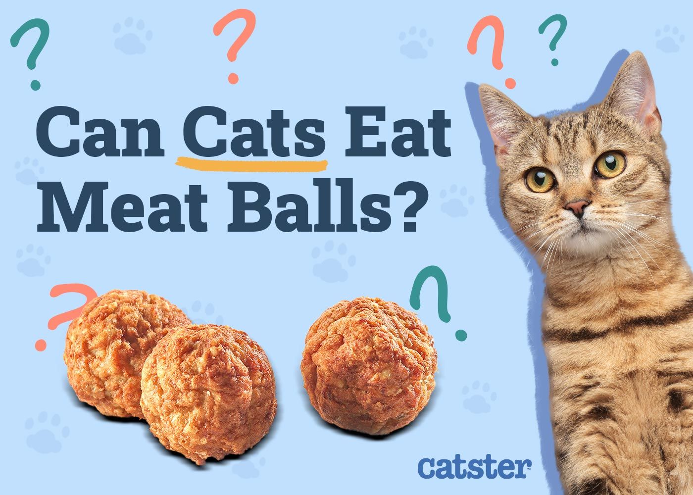 Can Cats Eat Meatballs