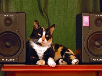 Can Loud Music Harm a Cat? Vet-Reviewed Info