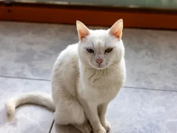 4 Best Flooring for Cats: Pros, Cons & FAQ