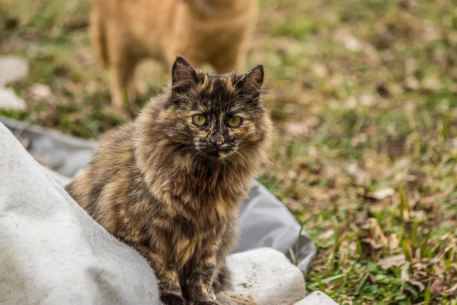 Tortoiseshell Persian cat is sitting and looking at the camera