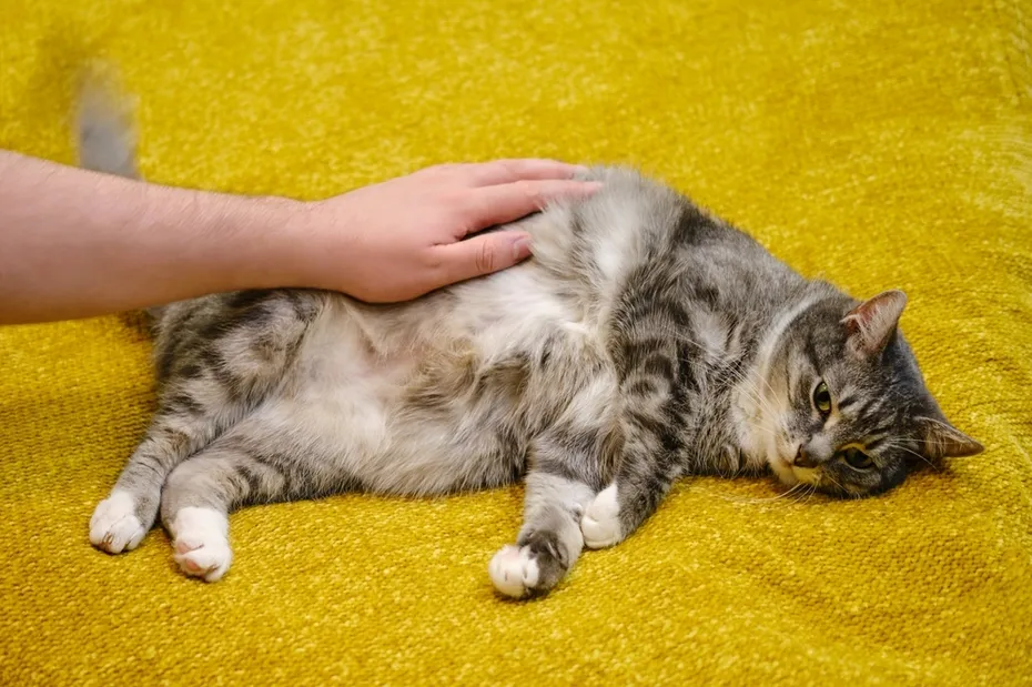 veterinarians-hand-strokes-a-sick-cat