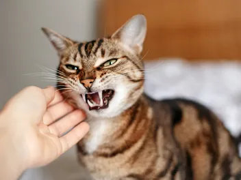 How Long Does a Cat Hold a Grudge? Vet-Reviewed Information