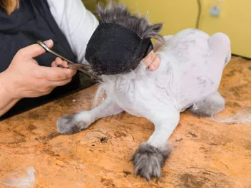 6 Best Cat Muzzles in 2026 – Reviews & Tops Picks